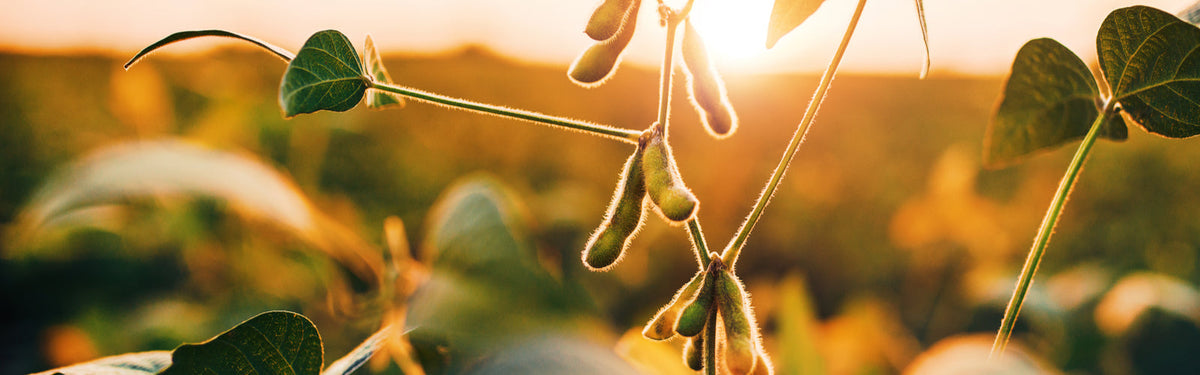 soy plant