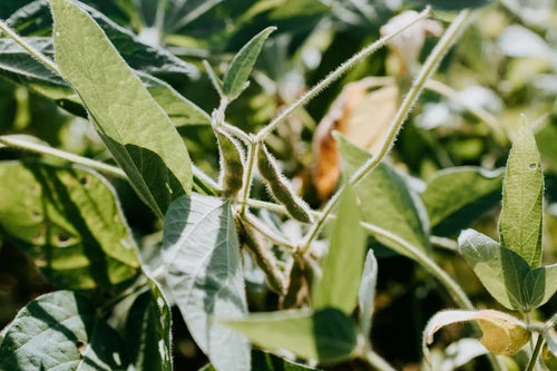 Plant image