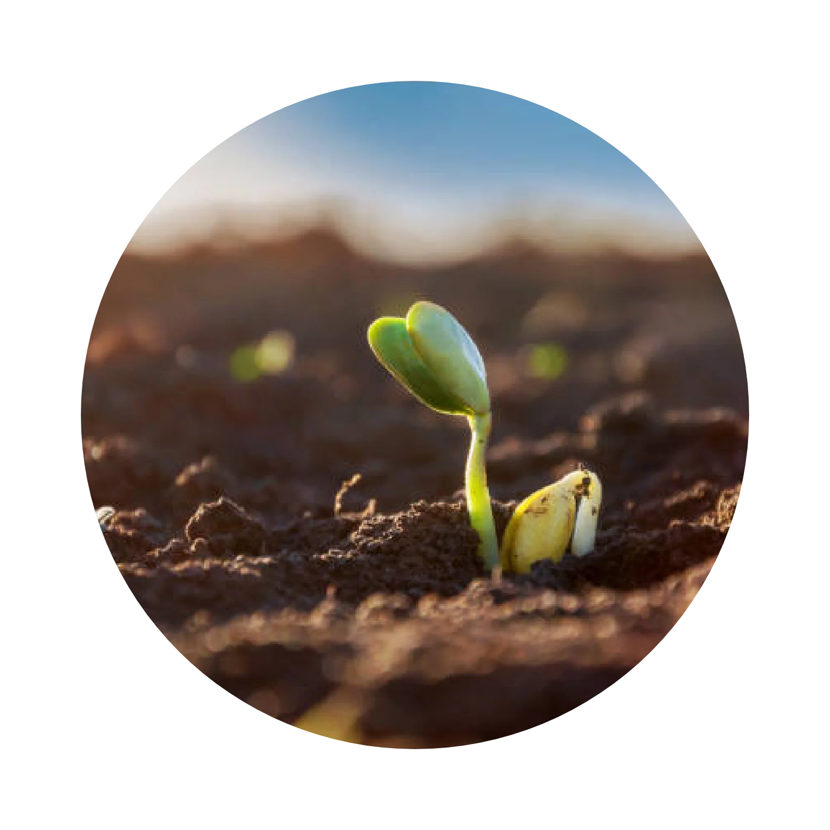 Plant sprout